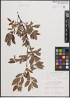 Foto von Salix cinerea L. x Salix repens L.